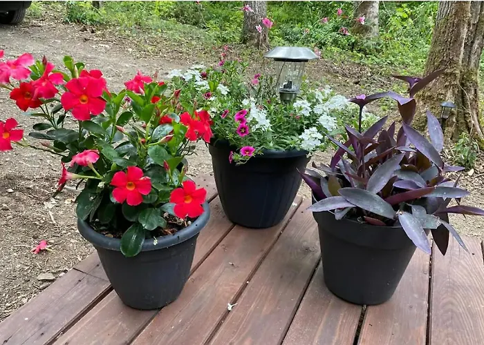 La Tiny House De Nanou * Rochefort